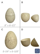 2 Empty Blown Speckled Spotted Wild Turkey Eggs Cut In Half & 2 Hinges Egssortic