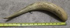 Vintage LOS ANGELES Carved Horn Souvenir From 1924 — photo 3