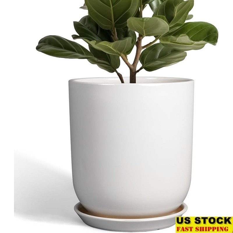 anthurium aos Anthurium AOS Tezula Dark Form x Papi Rlxfs seedling – MiaOasis