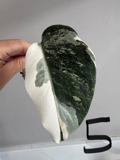 Monstera Albo Variegata beautiful fresh cutting rare plant Ref 5