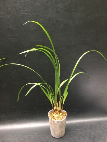 CYMBIDIUM KANRAN 'CAI DIE' BLOOMING SIZE ORCHID PLANT DIVISION #46 - Picture 1 of 3