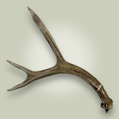 Naturally Shed Mule Deer Antler Single 4 Point Grade A 12'' Long Found in Idaho