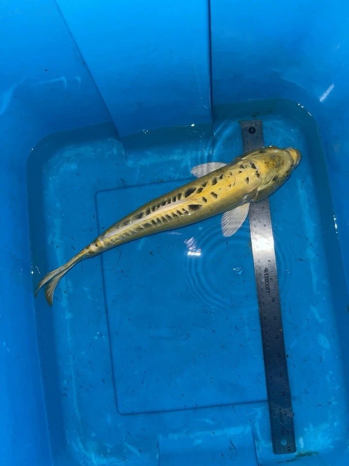 18 Inch DOITSU KI Matsuba Koi -- DEEP YELLOW CSRAKOi - Image 4 of 4