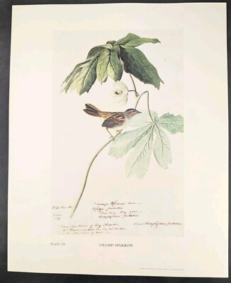 Swamp Sparrow Plate 331 Ltd Ed 750 John James Audubon Folio 1966 Bird Print