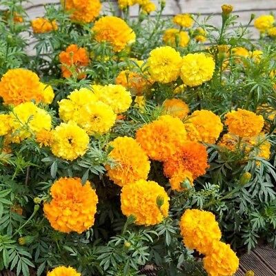 Marigold Crackerjack Mix HUGE BLOOMS LONG LASTING CUT FLOWER COMBINED SHIPPING Marigold Crackerjack Mix HUGE BLOOMS LONG LASTING CUT FLOWER COMBINED SHIPPING