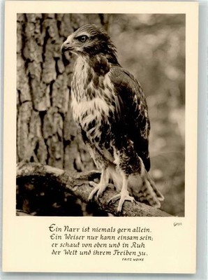 39890851 - Photo Digel Bussart Bird of Prey