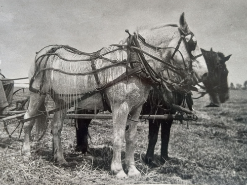 Draft Horses Farmer Plowing Field Snapshot Photo Farming Animals c.1940 - Picture 6 of 14