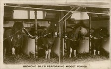 1920's Circus Act Bronco Bill's Performing Midget Ponies Real Photo Postcard
