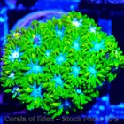 Corals of Eden ~ WYSIWYG Live Coral Frag ~ Stargazer Leptastrea Coral LPS SPS — photo 4