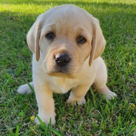 Labrador Puppies Pure Bred Dogs Puppies Gumtree Australia Gold Coast City Bundall 1257922138