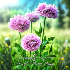 Semi di Papavero Papaver Somniferum Viola Peonia Peonia Fiore di Papavero 1,5g+