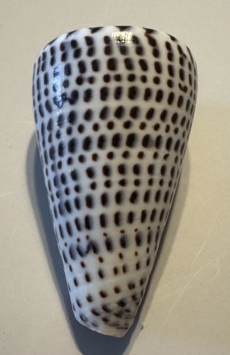 Leopard Cone Seashell Spotted Conus Leopardus Shell
