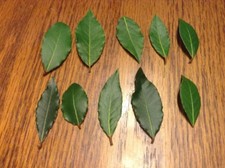 Organic Bay Leaves Leaf, Laurus Nobilis, Fresh Pick, 10 leaves, Fast Shipping  