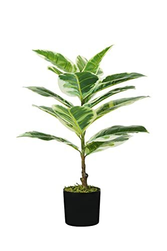 PIANTA FICUS ELASTICA H. 65 cm 15 FOGLIE (z9y)