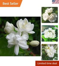 200 Climbing Jasmine Flower Seeds   Fragrant Non-GMO Choice for Garden Elegance