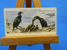 Shag  Birds & Their Young John Player & Sons 1937 Cigarette Tobacco Card