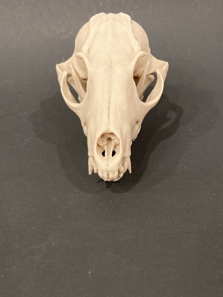 Fox Skull | eBay