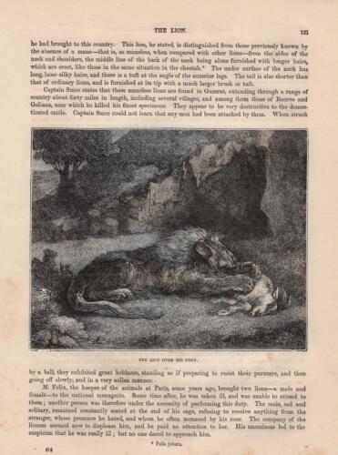 León con cabra sucumbida león GRABADO MADERA de 1866 gatos depredadores - Imagen 1 de 1