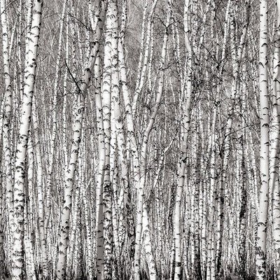 Aspen Trees - Naturals 12x12 Scrapbooking Papers by Ella & Viv