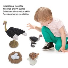 Ostrich Life Cycle Figure PVC Realistic Ostrich Figure Toy Animal Growth Cycle