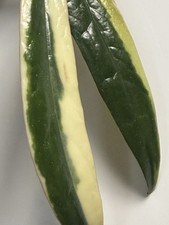 Hoya sulawesiana Variegata fiore di cera