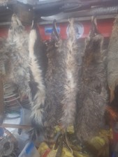 Professionally tanned skunk pelt hide. Indiana caught, new, whole hide
