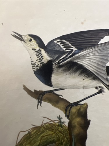 Ornithologie Radierung 1823 "Motacilla Alba" - Bild 4 von 5