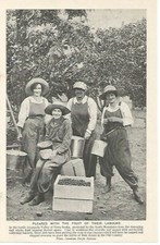 c 1920 FRUIT OF LABOUR ANNAPOLIS VALLEY NOVA SCOTIA CHERRY PICKERS CUTTING CLIP 