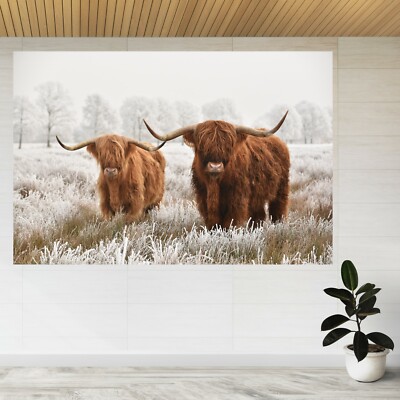 Scottish Highlanders Kühe Winter 3D Ansicht Wandsticker Poster Aufkleber A64
