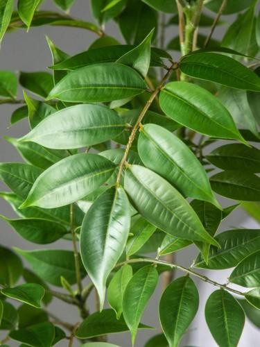 Große 120cm Kunstpflanze für Wohnzimmer Büro Schlafzimmer Deko ohne Topf - Bild 9 von 13