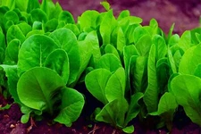 200+ Spinach Seeds for Planting Space Hybrid Spinach