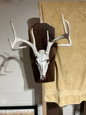 European Mount Plaque With Skull Hanger