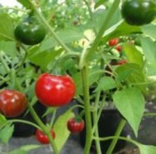 25  seeds Cascabel hot pepper garden planting spicy food