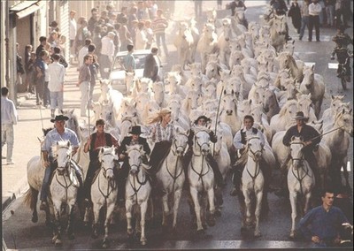 Camargue Frankreich weißes Pferd Herde Gardianer traditionelle Fahrt Postkarte