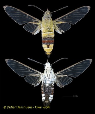 Sphingidae CEPHONODES HYLAS ****male***Japan