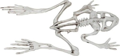 Morris - Frog Skeleton