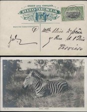 Rhodesia Africa 1920 Postcard Real Photo RP Zebra to Paris France 