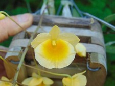 Dendrobium aggregatum 3 SPIKES 4" pot SPECIES LARGE PLANT 2/5/26