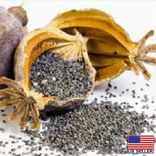 10,000 Organic Heirloom Turkish Papaver S. Poppy Seeds Stratified For
