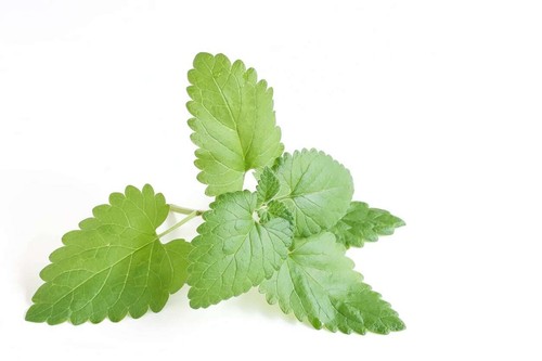 250+ Catnip Seed, Heirloom NON-GMO Fresh Seeds for Your Garden and Fur Babies - Picture 7 of 7
