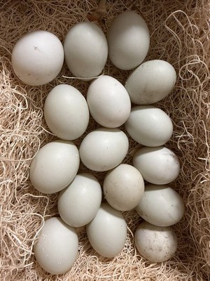6 BUFF/SNOWY CALL DUCK HATCHING EGG,  bantam, mini, beautiful 