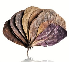  Indian Catappa Almond Leaves 5 Pcs PremiumQuality for Betta Shrimp Amphibians