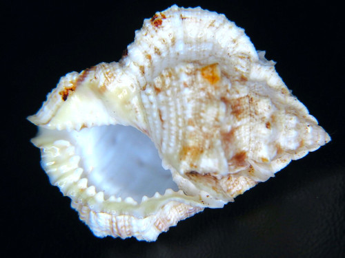 BUFONARIA THERSITES: LARGE LIGHT-COLORED GEM @ 40.79MM!
