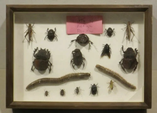 Insekten-Schaukasten
