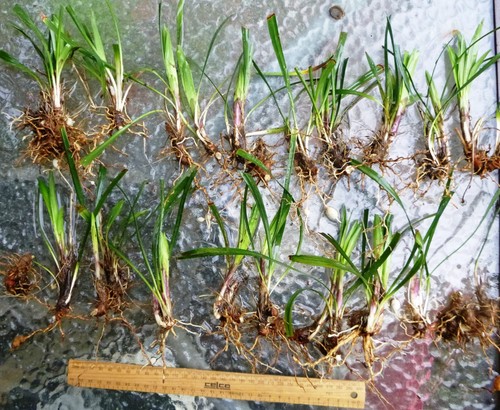 Liriope plants mature rhizome purple flower Free Express delivery - Picture 12 of 17