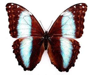 BUTTERFLY/MOTH/MOUNTED Real Framed Beauty MORPHO DEIDAMIA FEMALE