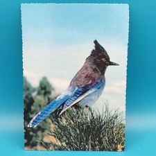 Vintage Steller Jay Bluejay Yosemite National Park Mirro-Krome Postcard