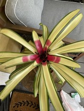 Neoregelia Bromeliad- Ardie-Variegated Green Cream w/ Red Center -