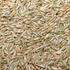 Eva Impex Nayuruvi Seeds   Achyranthes Aspera Apamarga 