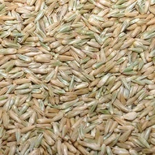 Eva Impex Nayuruvi Seeds – Achyranthes Aspera (Apamarga)